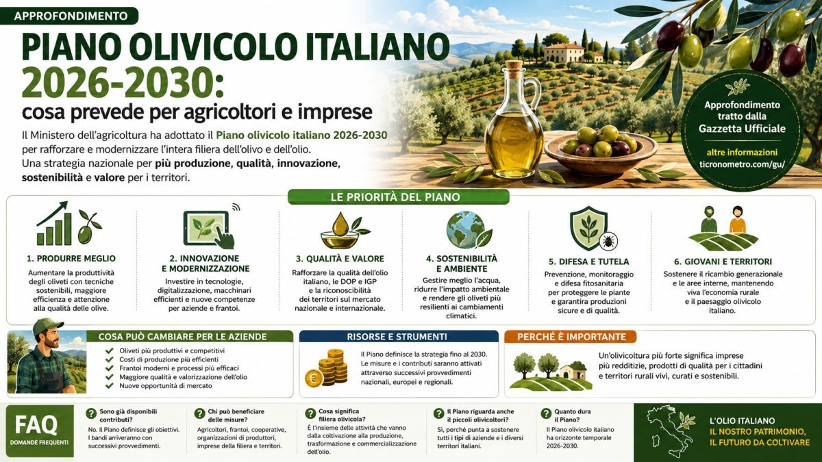 Piano olivicolo italiano 2026-2030: cosa cambia per agricoltori, frantoi e imprese