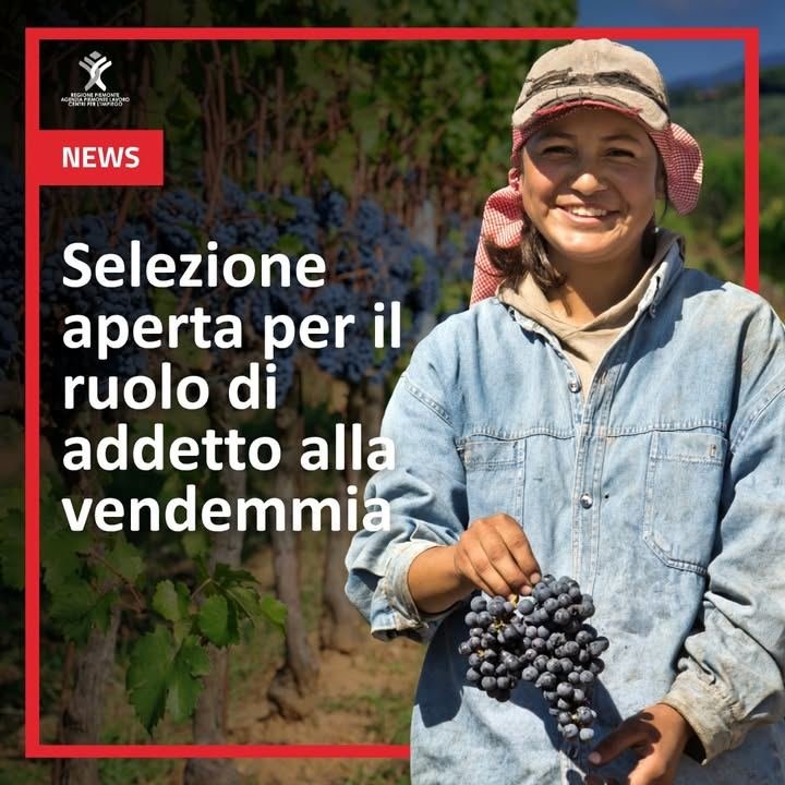 È aperta una ricerca per i ruoli di cantinieri e vendemmiatori. 🍇 📍Acqui Terme…