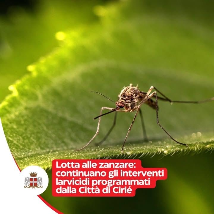 🦟 Proseguono in questi giorni i trattamenti larvicidi contro le #zanzare…