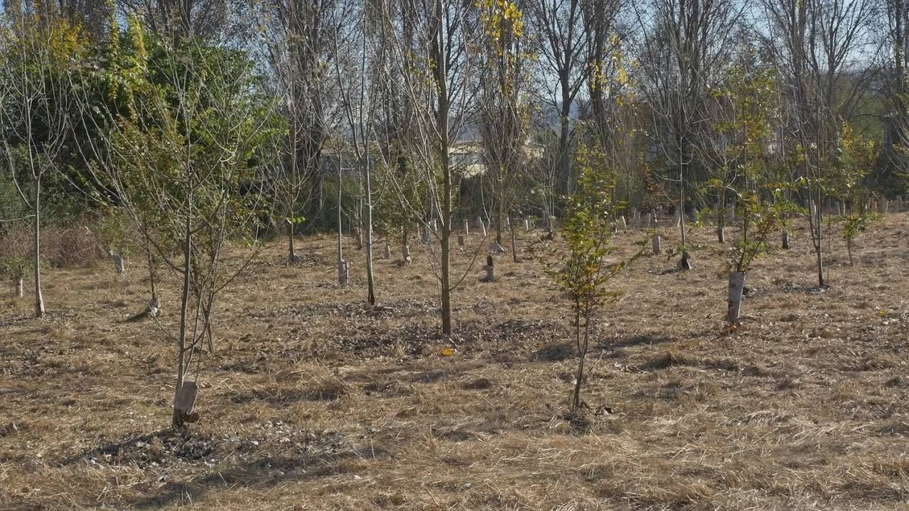 🌴Il caldo e la siccità di questa estate hanno colpito tutta la vegetazione, e a…