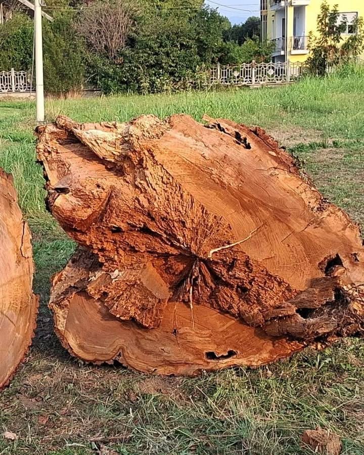 🌳Che l'addio alla storica quercia di via Ceretta Inferiore fosse inevitabile,…