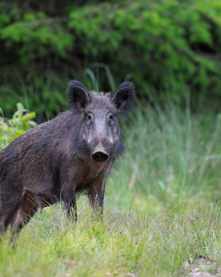 🐗In seguito all'aumento della presenza dei cinghiali, Città Metropolitana di…