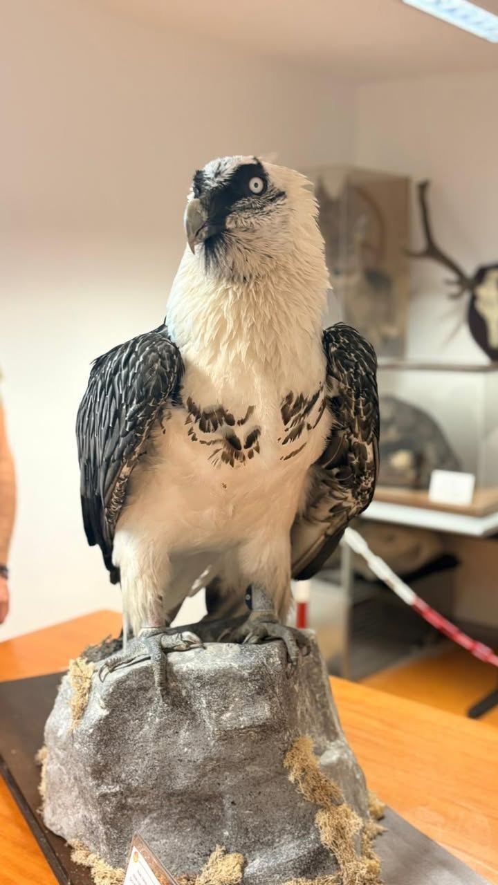 🦅 Si chiama Palanfrè l’esemplare imbalsamato della femmina di gipeto