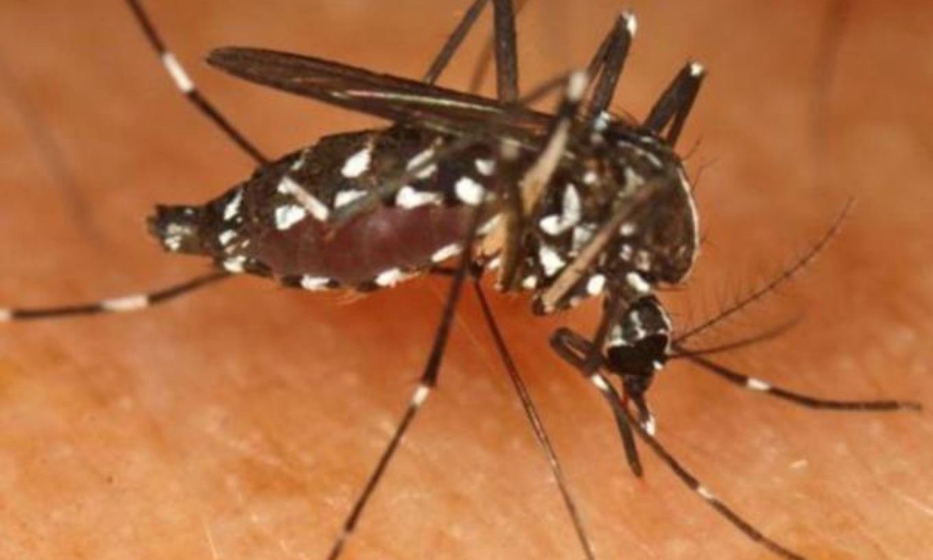 Caso West Nile, il sindaco di Caselle Marsaglia:  Dopo la disinfestazione, non ci risultano alt…
