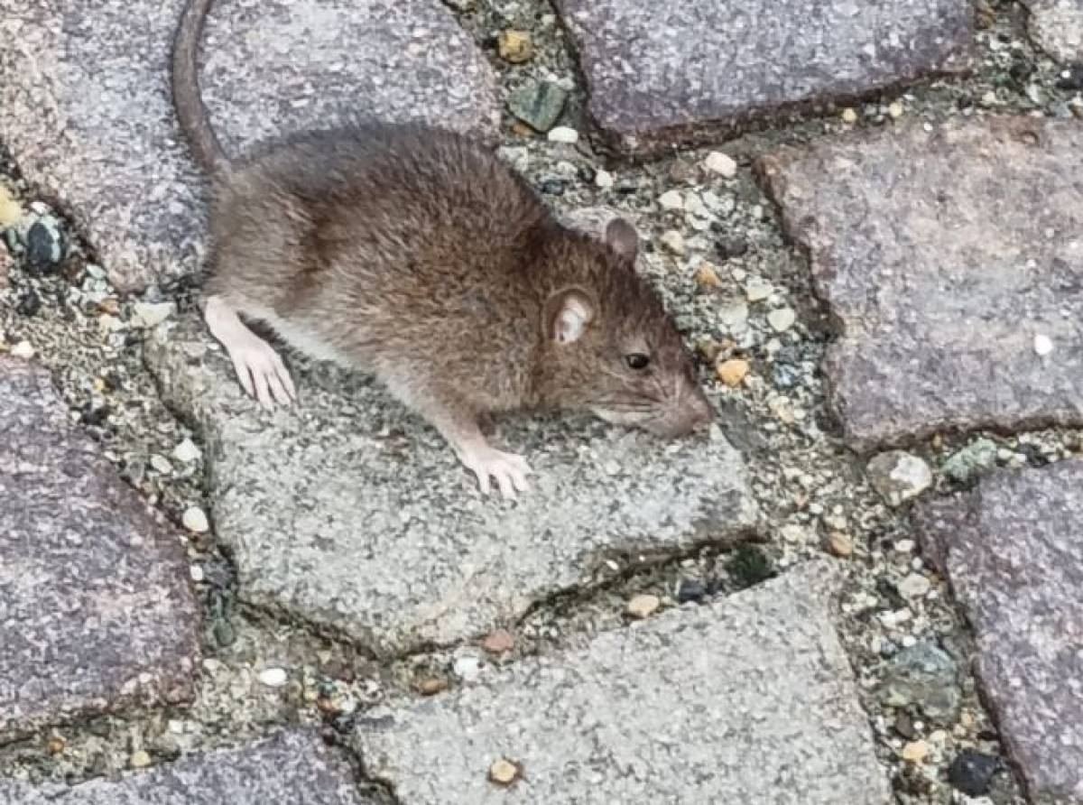 Caseggiato Chiabotto preda di topi, piccioni e tegole che cadono. Una situazione ai limiti della decenza e vivibilità
