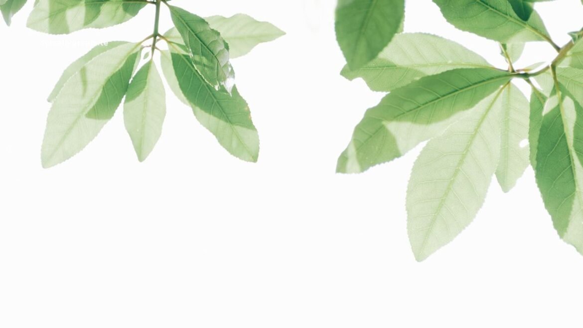 🌿 Il Piemonte punta dritto verso la transizione verde e mira a diminuire del 30…