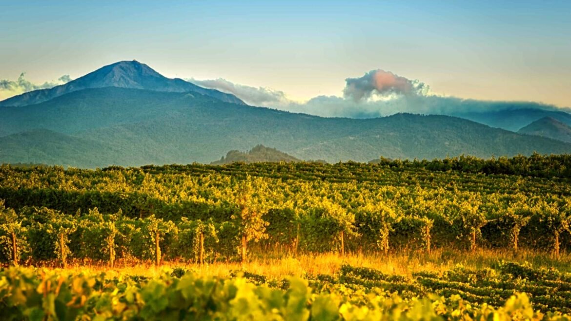 Non solo rossi blasonati: da 50 anni in Piemonte c’è anche un grande vino bianco