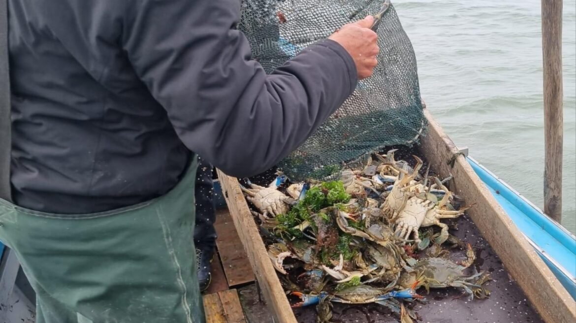 Emergenza granchio blu in laguna, parla il biologo