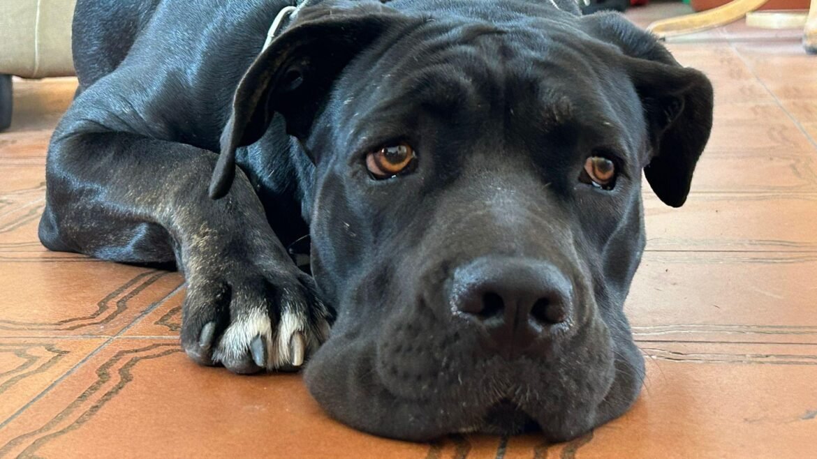 Torino, cagnolina vittima di maltrattamenti salvata dalla polizia. E ora cerca casa