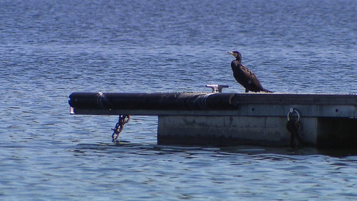 Sul lago di Viverone è allarme cormorani