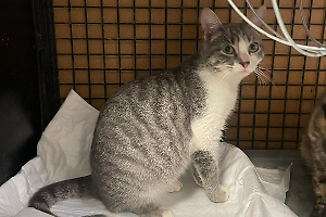 Salvati tre gatti maltrattati, ora cercano una famiglia