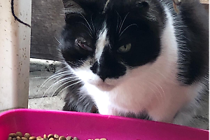 Il parco gatti è pieno di ospiti: «Abbiamo bisogno di volontari e di un aiuto economico»