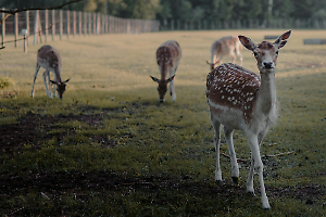 Più di mille caprioli saranno uccisi, via alla strage ma la Lav è pronta alla guerra legale