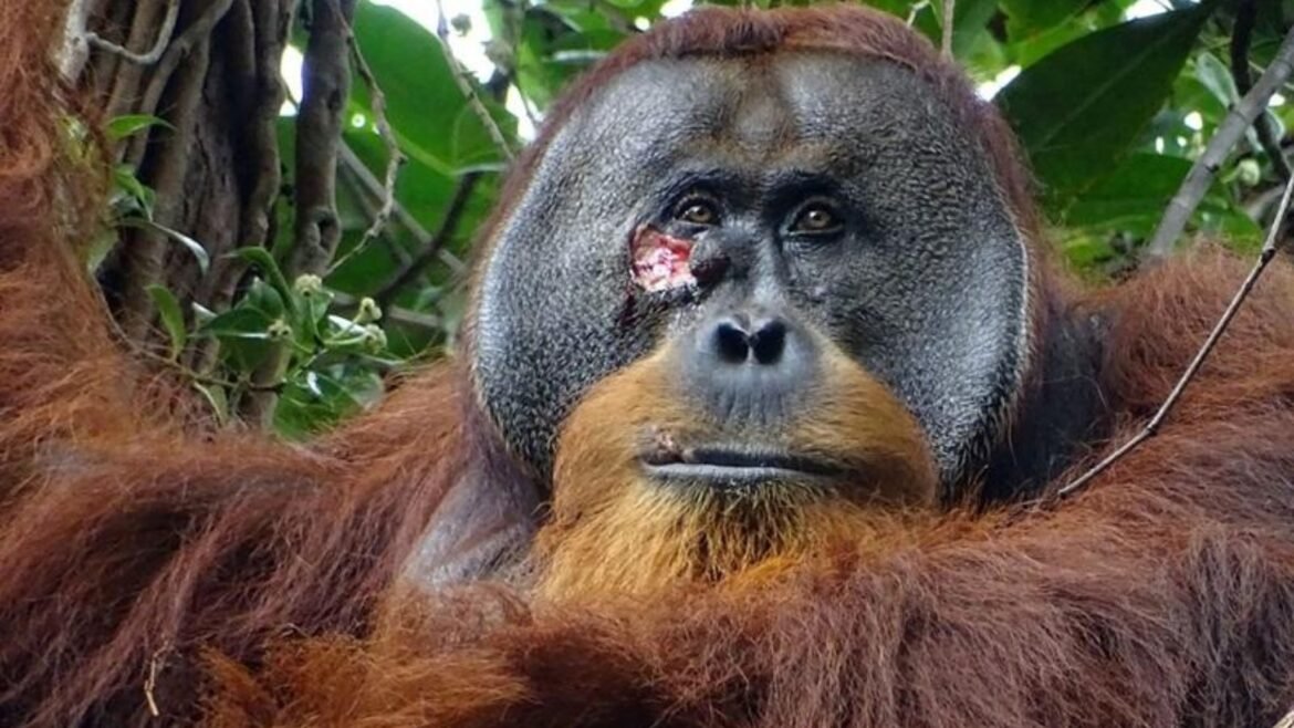 Rakus, l’orango di Sumatra, si automedica con una pianta antibatterica