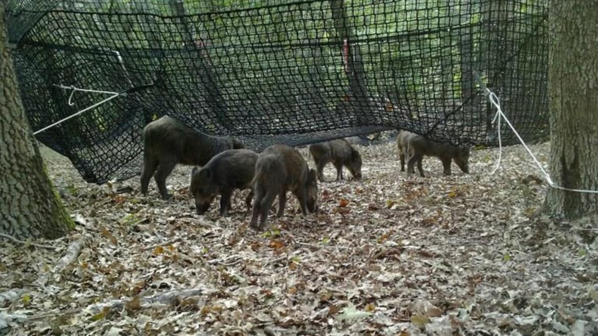 Peste suina, in arrivo nuove regole e per il depopolamento si punta sulle trappole pig brig
