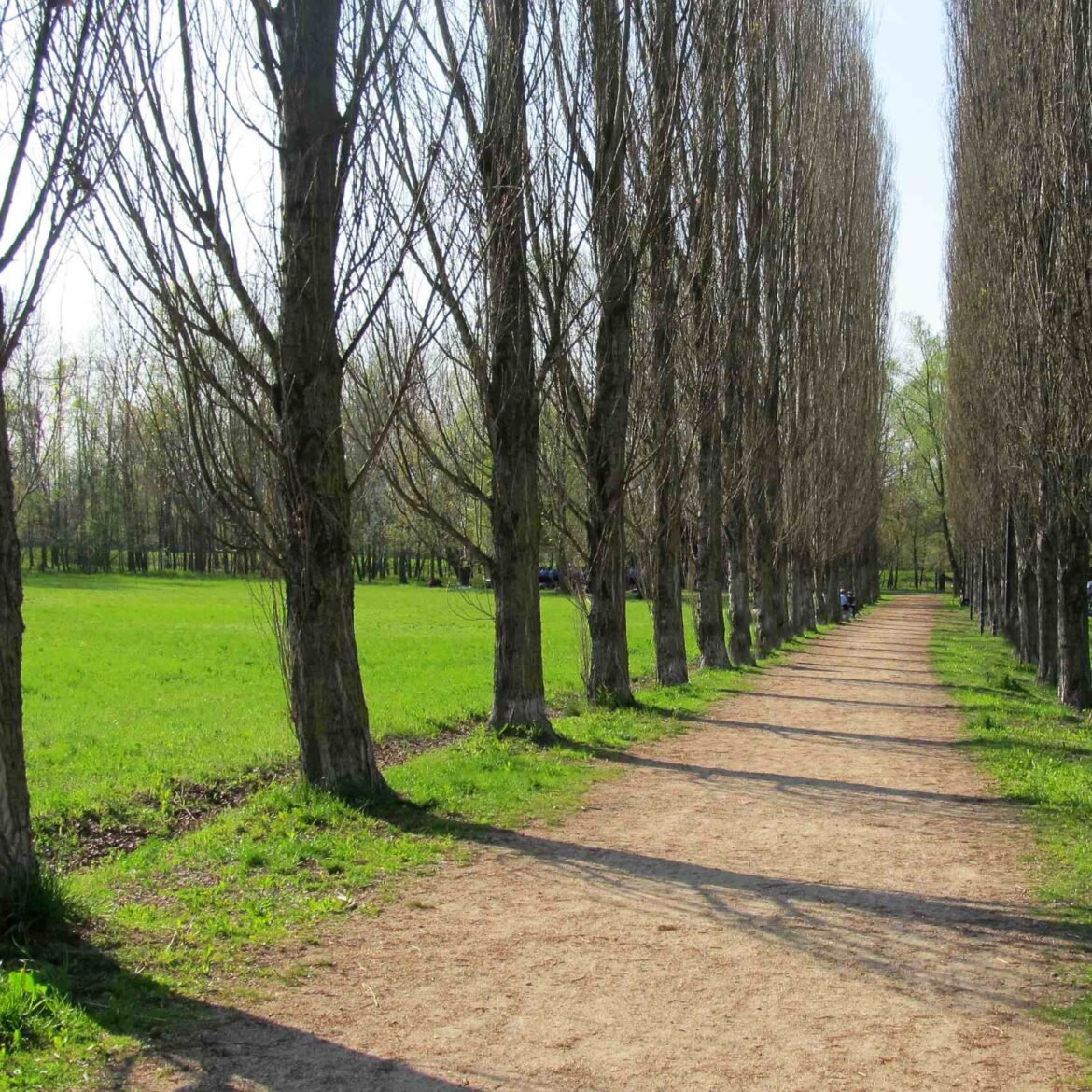 Il Comitato Salviamo il Meisino denuncia irregolarità nel progetto del Parco dello sport