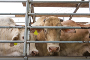 Regno Unito vieta l’esportazione di animali vivi: un esempio per l’Italia e l’Europa?