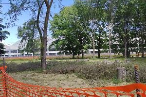 Alberi tagliati per il nuovo ecocentro, scatta la protesta. «Ma ne pianteremo più del doppio»