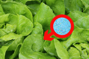 “Le microplastiche sono presenti anche nell’insalata”: l’inquietante rivelazione di uno studio dell’Università Cattolica