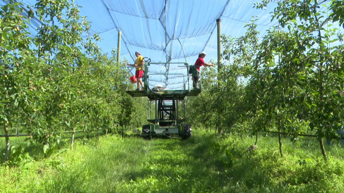 Raccolta frutta, cercasi manodopera: il dilemma degli agricoltori