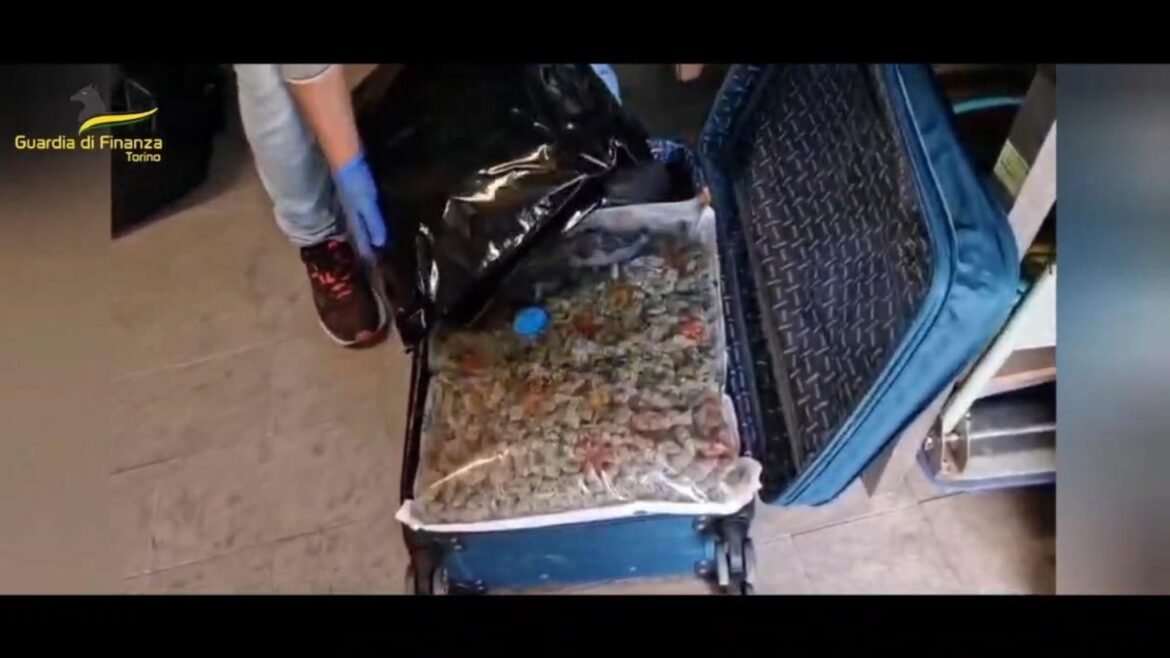 Viaggiava in autobus dalla Spagna con quasi 13 kg di marijuana in valigia, arrestata a Torino