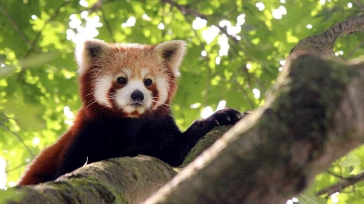 Fiocco azzurro allo Zoom: è nato il primo cucciolo di panda rosso