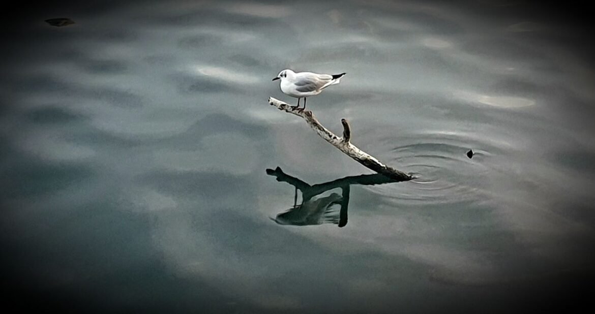 459362961_907699108060225_1649585525510931275_n