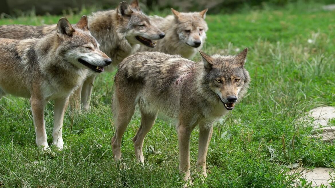 L’assessore alla #montagna della Regione #Piemonte Marco Gallo commenta così la…